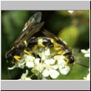 Tenthredo zonula - Blattwespe 03.jpg